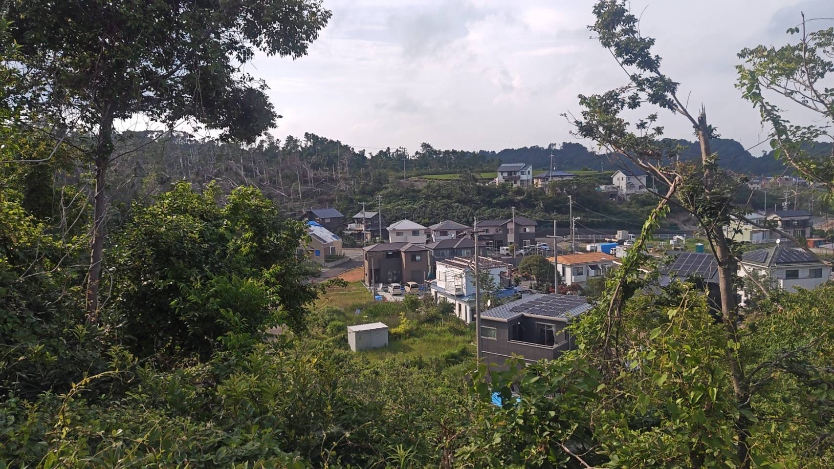 牧之原市 竜巻被害地域の風景 倒木の爪痕