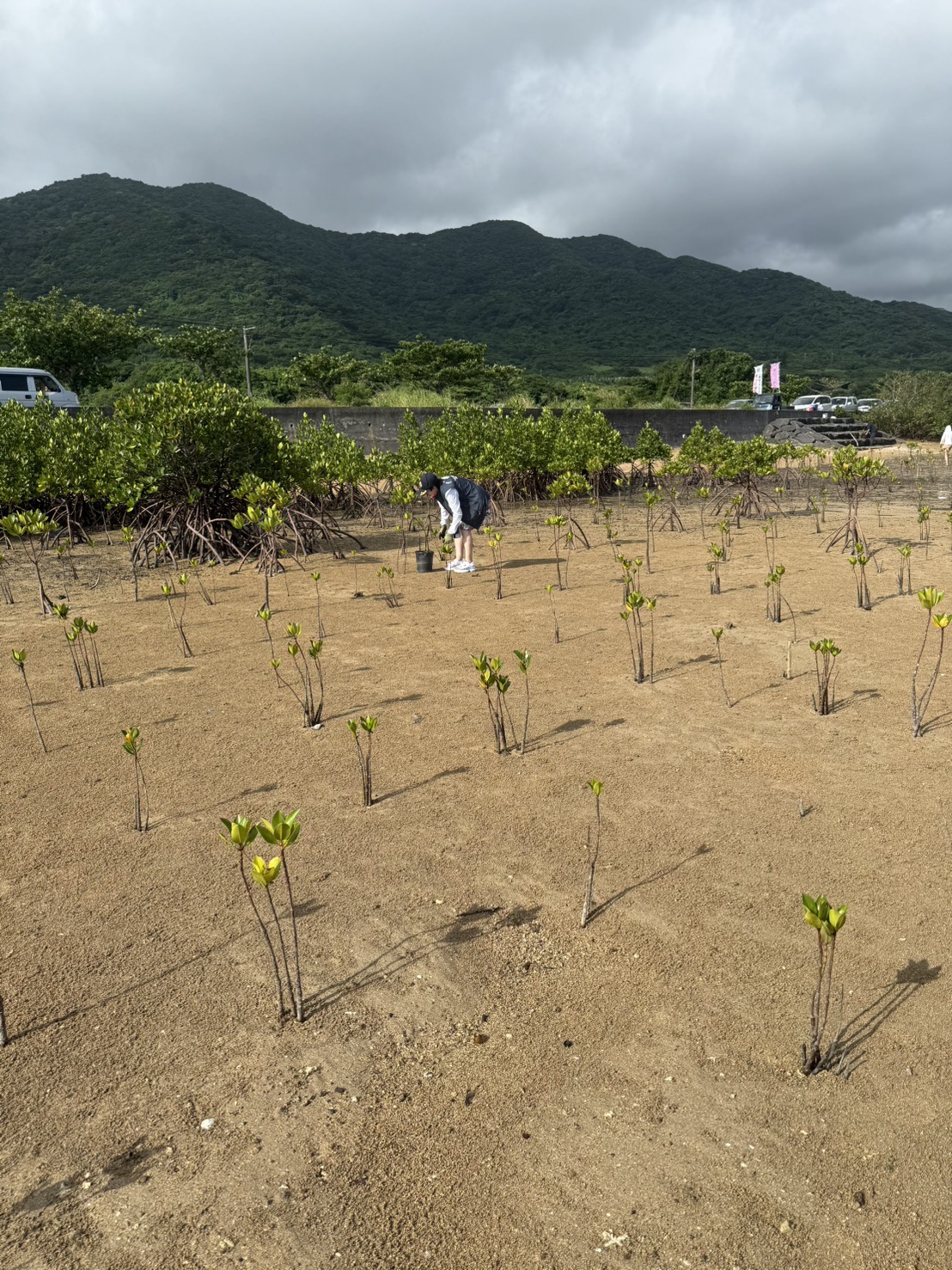 石垣島マングローブ植樹活動
