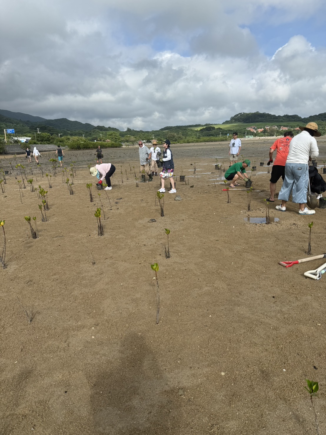 石垣島マングローブ植樹活動