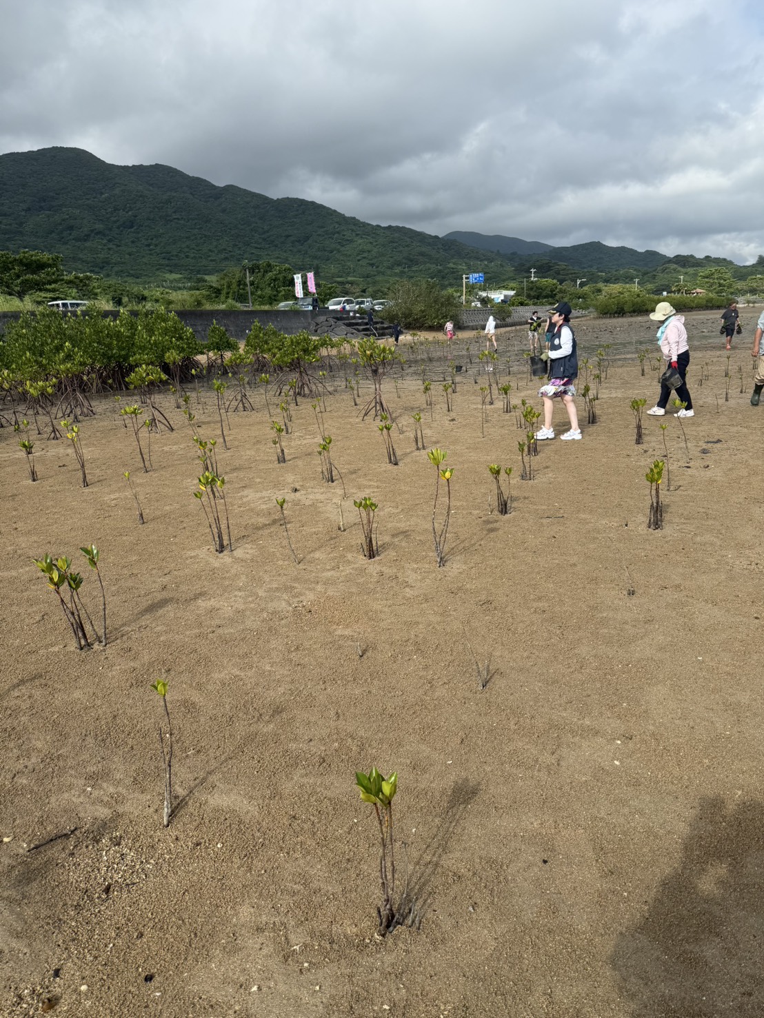 石垣島マングローブ植樹活動