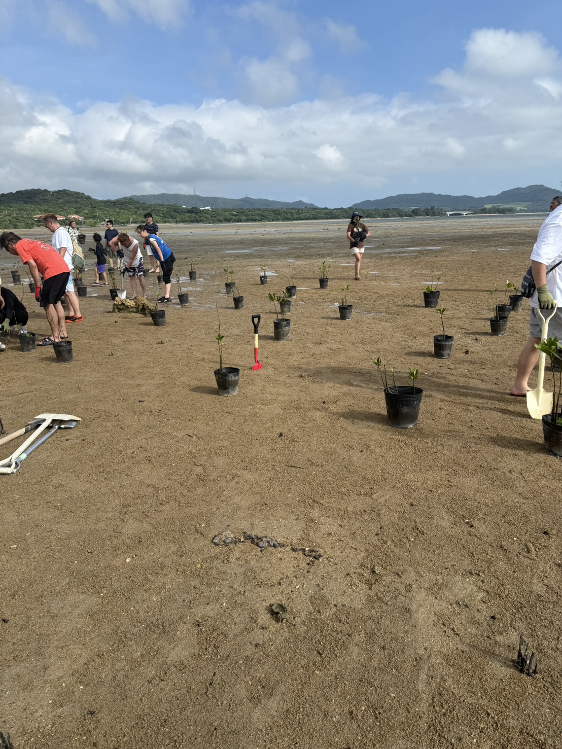 石垣島マングローブ植樹活動