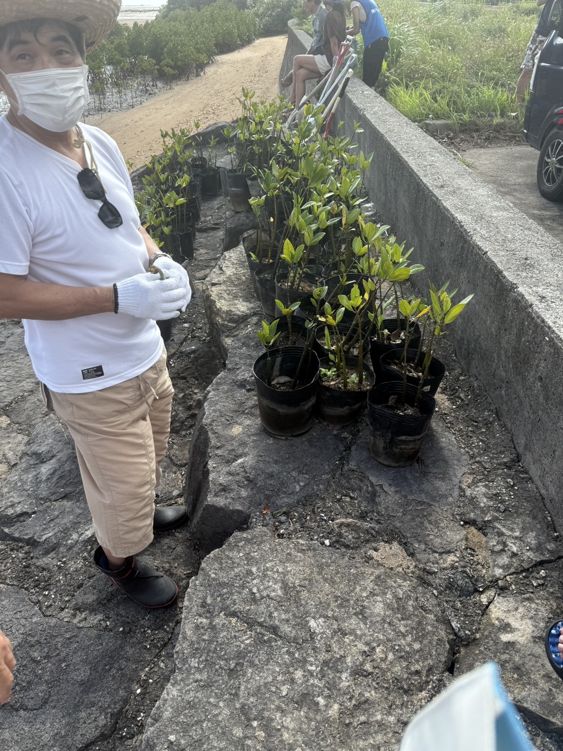 石垣島マングローブ植樹活動